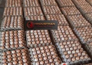 Pure Nati Koli Chicken Egg