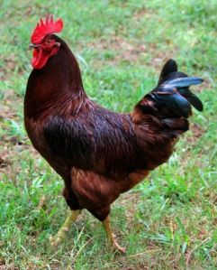 Red Rhode Island Chicken