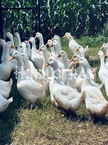 White Pekin Poultry Chicks
