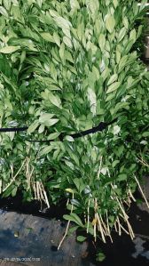 Kamini green Leaves