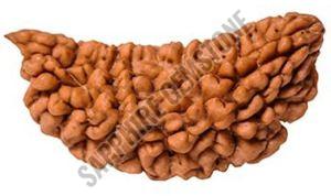 1 Mukhi Rudraksha Beads 1 Mukhi Rudraksha Beads