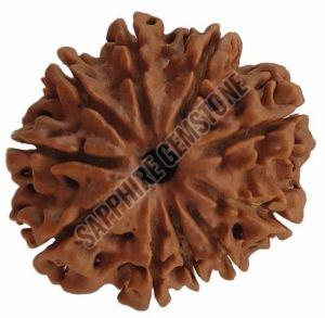 10 Mukhi Rudraksha Beads 10 Mukhi Rudraksha Beads