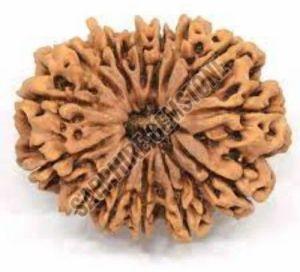 14 Mukhi Rudraksha 14 Mukhi Rudraksha
