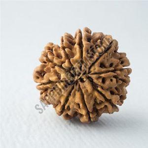 9 Mukhi Nepali Rudraksha 9 Mukhi Nepali Rudraksha