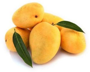 Kesar Sweet Mango