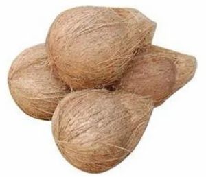 Semi Husked Coconuts