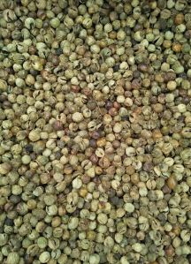 Turkey Berry (Sundavathal)