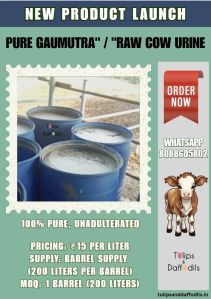 Cow Urine
