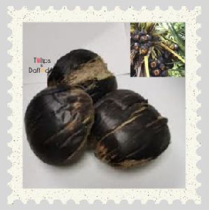 Palm Seeds