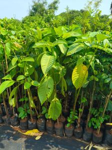 Plant Saplings