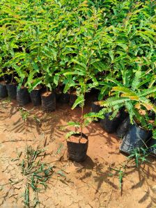 Plant Saplings