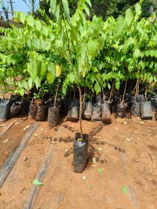 Plant Saplings