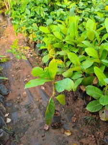 Plant Saplings