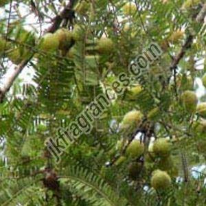 Amla Oil