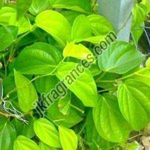 Betel Leaf Oil