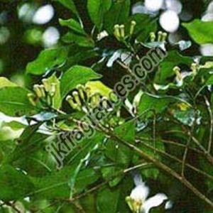 Crude Clove Leaf Oil