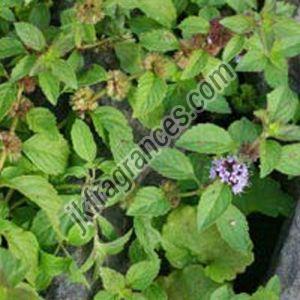 Mentha Arvensis Oil