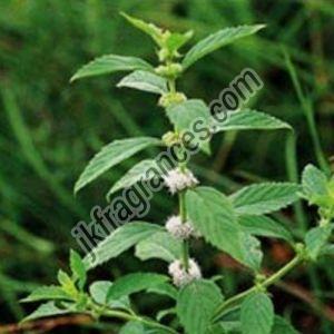Menthol Flakes Oil