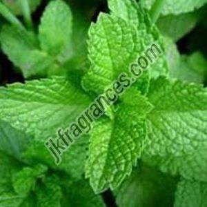 Menthyl Acetate Oil