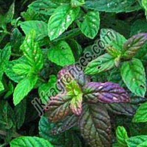 Mint Terpene Oil