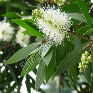 Natural Cajuput Oil