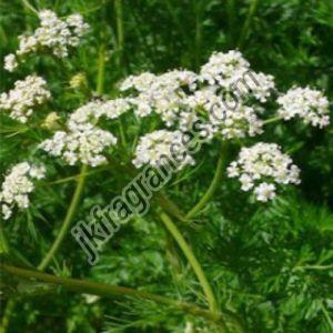 Natural Caraway Oil