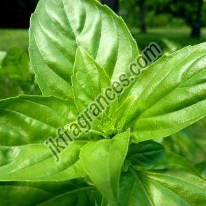 Organic Basil Oil