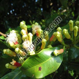 Organic Clove Oil