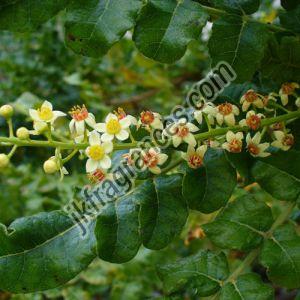 Organic Frankincense Oil