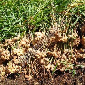 Organic Ginger Oil
