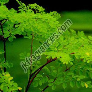 Organic Moringa Oil