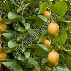 Organic Nutmeg Oil