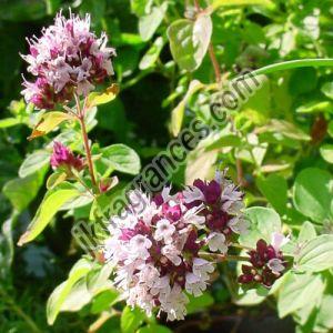 Organic Oregano Oil