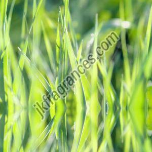 Organic Palmarosa Oil