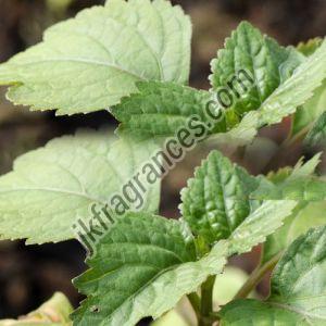 Organic Patchouli Oil
