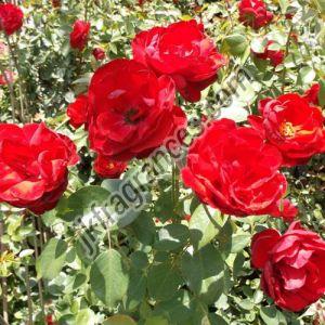 Organic Rose Oil