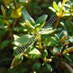 Organic Thyme Oil