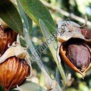 Refined Jojoba Oil