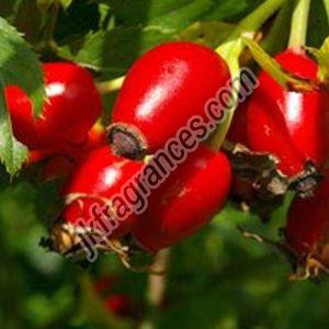 Rosehip Seed Oil