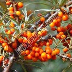 Sea Buckthorn Oil