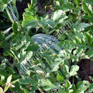 Watermelon Seed Oil