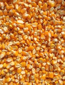 Yellow Maize