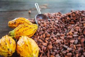 Cocoa Seeds