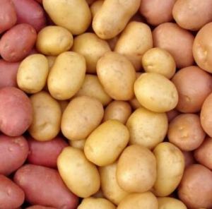 Fresh Potato