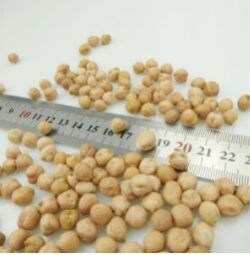 8 mm kabuli chick peas
