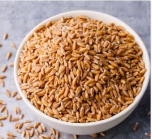 Wheat Seeds