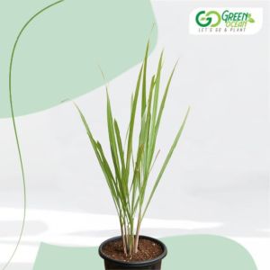 Lemon Grass