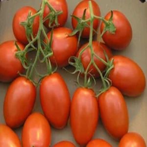 A Grade Fresh Red Tomato