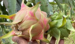 A Grade Dragon Fruit