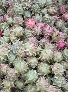 A Grade Dragon Fruit
